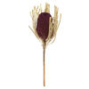 Photograph of 12" Violet Banksia Flower Stem 25/Pk