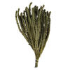 Photograph of 12-16" Mini Green Buxifolia Bundle 4 oz