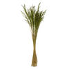 Photograph of 36" Green Congo Grass 8oz Bunch