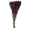 Photograph of 16-22" Purple Orchid Cotton Phylica 4oz