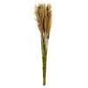 Photograph of 36" Ivory Plume Reed Bundle 7oz