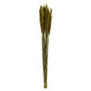 Photograph of 36" Green Plume Reed Bundle 7oz