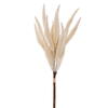 Photograph of 24" Cream Foxtail Bundle x3