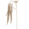 Photograph of 44" Champagne Amaranthus Spray 2/Bag