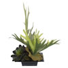Photograph of 18" Staghorn Fern with Mix Succulents