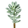 Photograph of 12" Succulent Plant-Frosted Green 3/Bag
