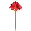 Photograph of 28" Red Single Amaryllis 3/pk