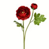 Photograph of 19" Red Ranunculus Stem 6/pk