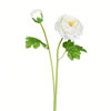 Photograph of 19" White Ranunculus Stem 6/pk