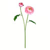 Photograph of 19" Pink Ranunculus Stem 6/pk