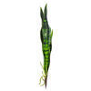 Photograph of 18" Green Sanseveria Pick Real Tch 6/Bag