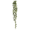 Photograph of 65" Fittonia Hanging Bush W/374 Lvs.-Gre