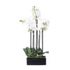Photograph of 21" Potted Orchid White