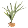 Photograph of 23.5" Staghorn Fern Pick