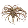 Photograph of 10.5" Red Tillandsia Pick