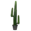 Photograph of 49" Cactus in Black Pot