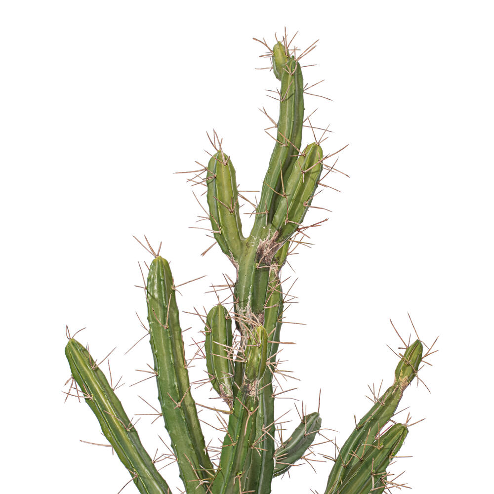 FE191156 - Cactus Everyday Succulent | Vickerman