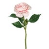 Photograph of 13"  Pink Peony Rose Stem 6/pk