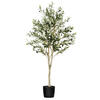 Photograph of 5' Green Potted Olive Tree