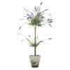 Photograph of 44" Lavender In Cement Pot