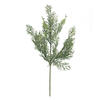 Photograph of 18" Cedar Spray 6/Bag