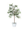 Photograph of 27" Olive Hill Tree W/ Container