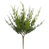 Photograph of 19" Monterey Cypress Bush 2/pk