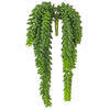 Photograph of 13" Donkey Tail Bush X 14 W/1311 Bean