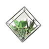 Photograph of 5.5" Green Succulents Diamond Terrarium
