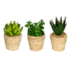 Photograph of 5" Green/Red Succulent Twine Pot Set/3