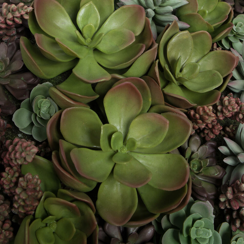 FX190617 - Succulent Everyday Succulent | Vickerman