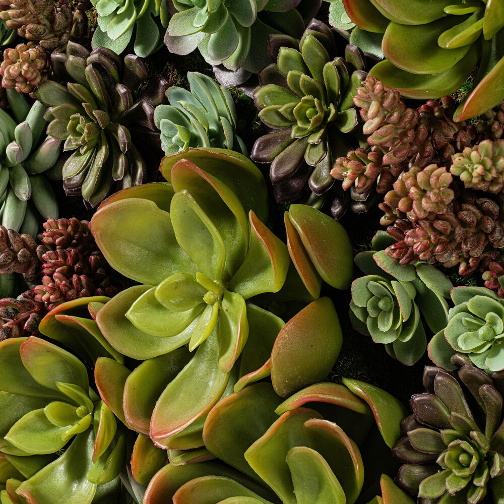 M✧succulent ·͜· ︎︎ᕷ 0073717111416