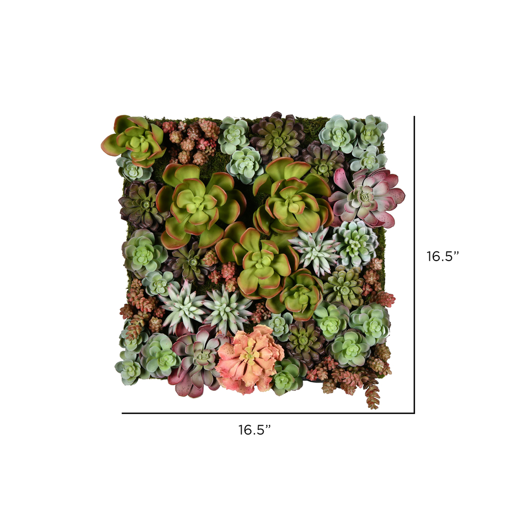M✧succulent ·͜· ︎︎ᕷ 0073717111416