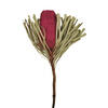 Photograph of 12" Erica Pink Banksia Flower Stem 25/Pk