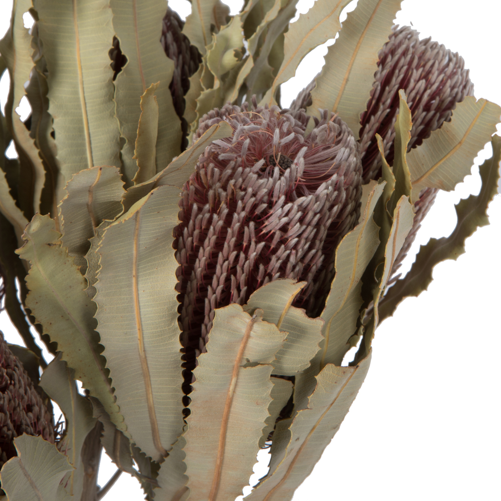plantsですm(._.)m il_fullxfull.4181969574_9fdl.jpg