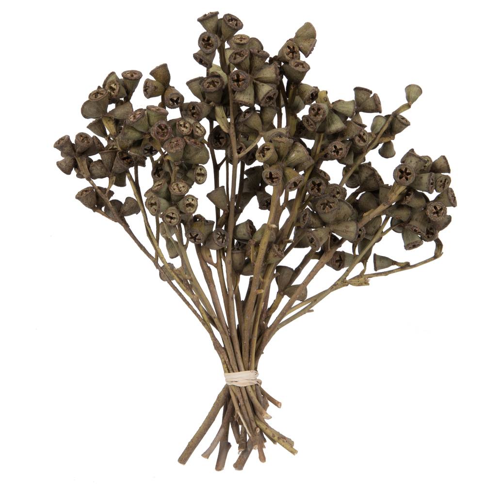 H1CNC999 - Conical Gum Branch Flowering Foliage | Vickerman