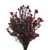Photograph of 16-22" Erica Pink Cotton Phylica Bu 4oz