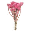 Photograph of 13-14" Lt Pink EverlastingFlowers 1.75oz