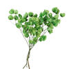 Photograph of 13.5-17" Green Cara Blossom Bundle