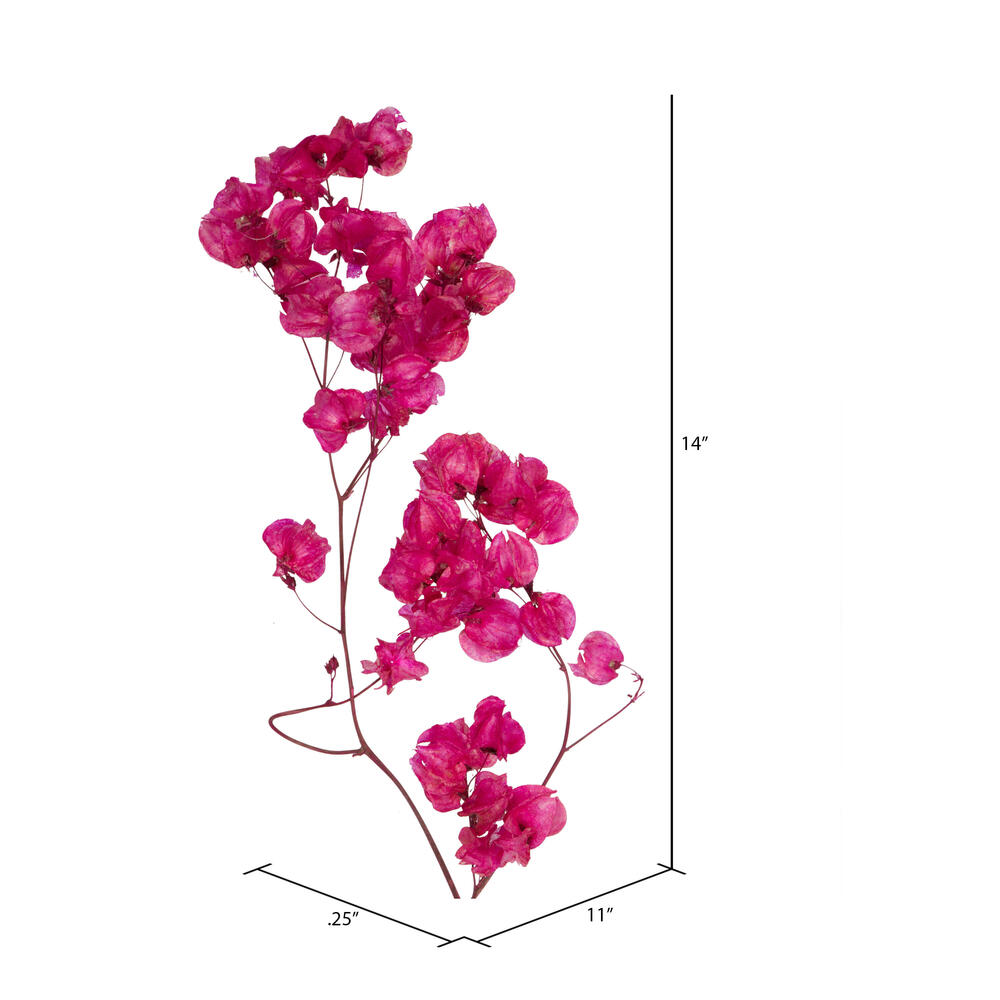 H2CAR525 - H2CAR Flowering | Vickerman