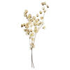 Photograph of 20-24" Bleached Cara Blossom Spray Bunch