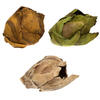 Photograph of 2-3" Assorted Cacho Pods 60/Cs