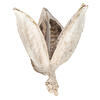 Photograph of 3-4" Bleached Sora Pods 250/Bulk Case