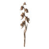 Photograph of 5-6' Natural Star Pod Stalk - 1/Pk