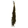Photograph of 30" Olive Green Amaranthus Bundle 7oz