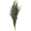 Photograph of 25-36" Green Lepto Longifolia Bundle 6oz