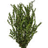 Photograph of 24-32" Green Parvafolia Stem Bundle -5oz