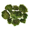 Photograph of Premium Green Mood Moss - 2.75 lbs/Bx