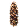 Photograph of 9.5"-10" Sugar Pinecone 7/Pack