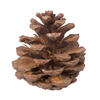 Photograph of 2" Blue Pine Natural 100/pk